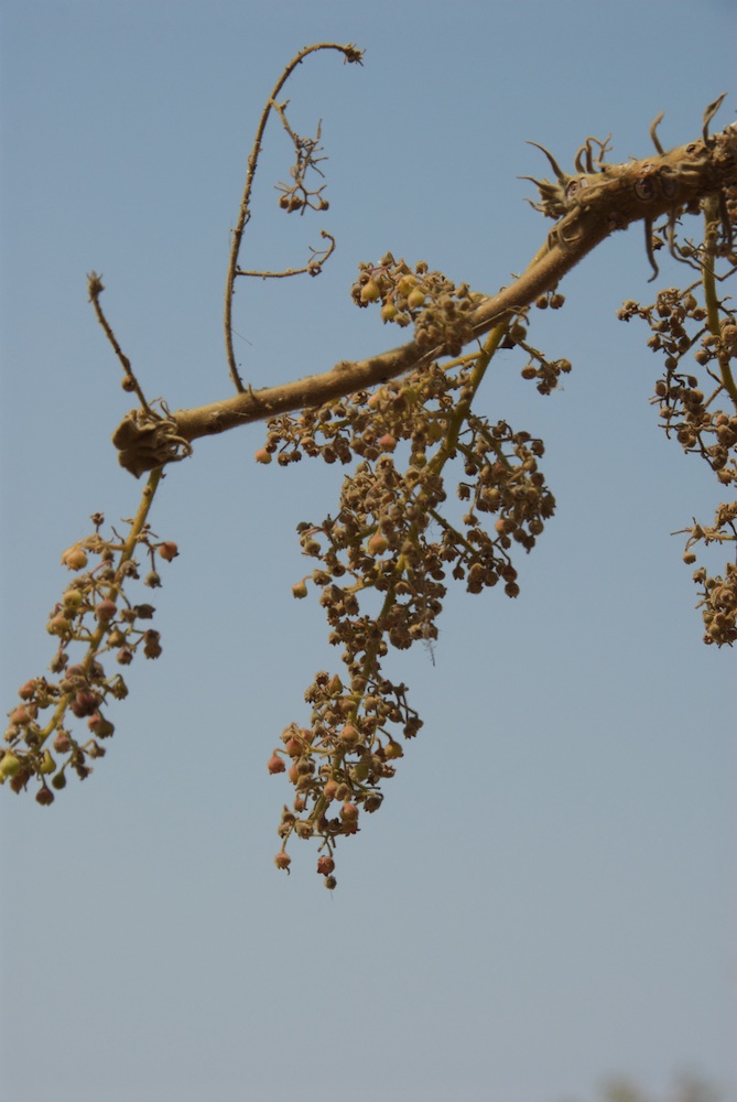 Sterculiaceae Sterculia quinqueloba