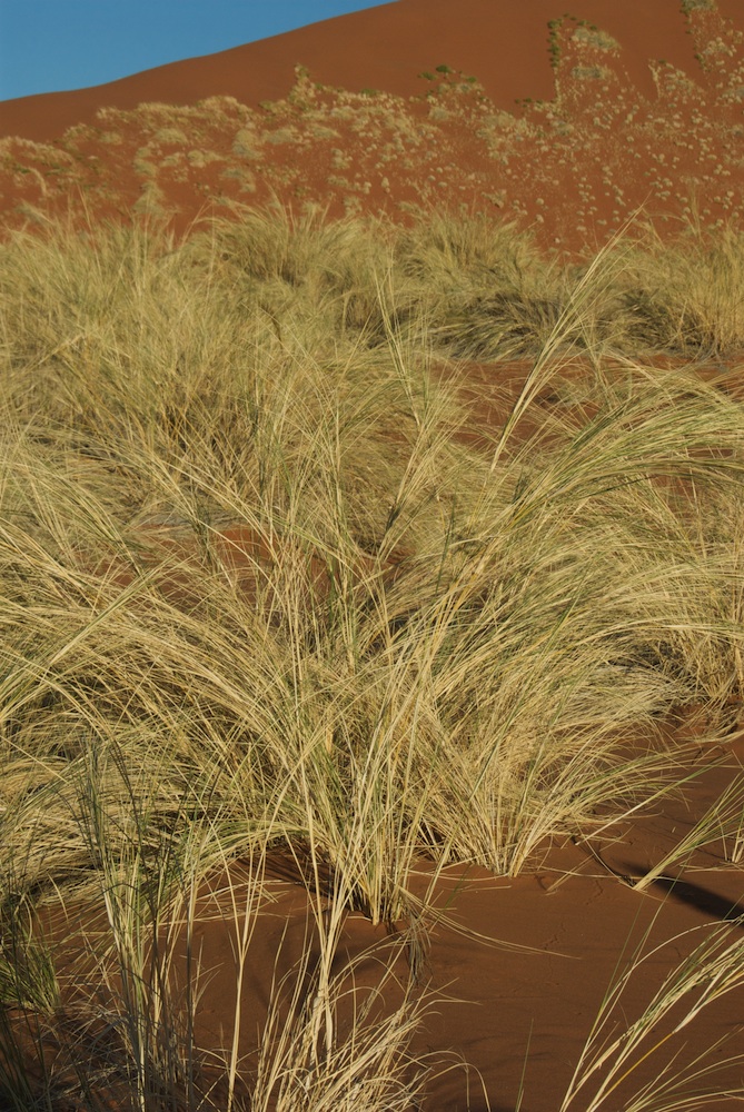 Poaceae Stipagrostis sabulicola