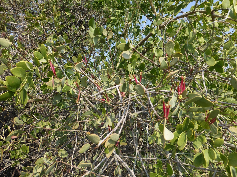 Loranthaceae Tapinanthus oleifolius