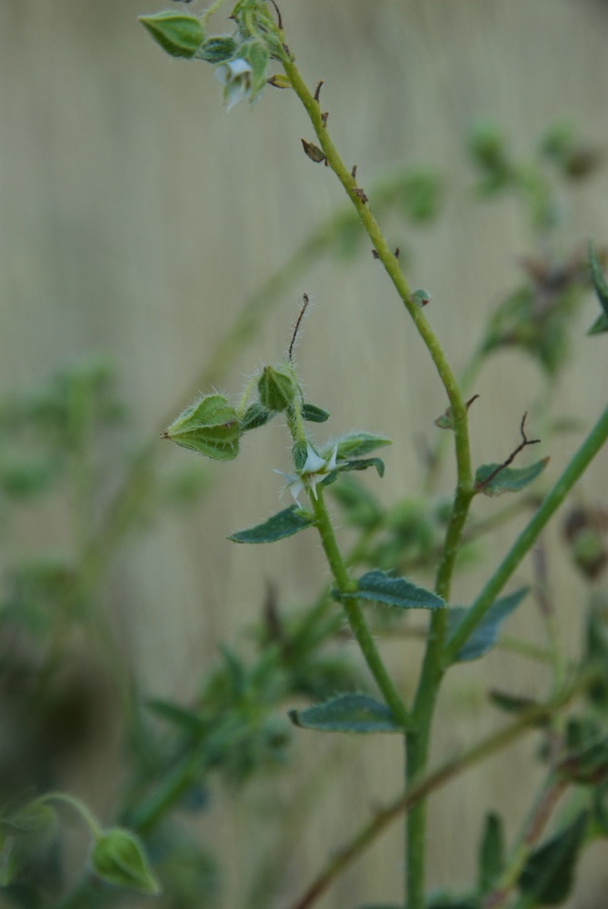 Boraginaceae Trichodesma africanum