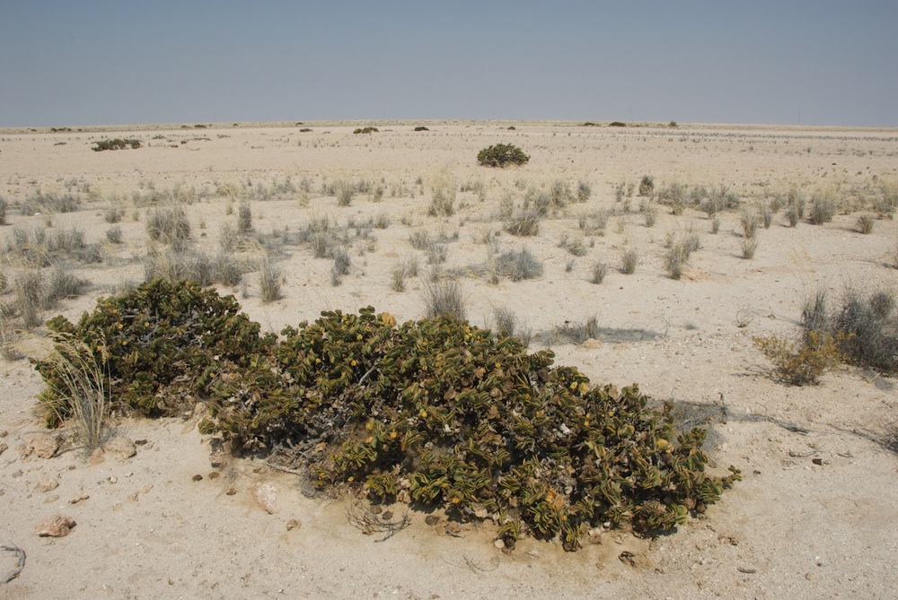 Zygophyllaceae Zygophyllum stapfii