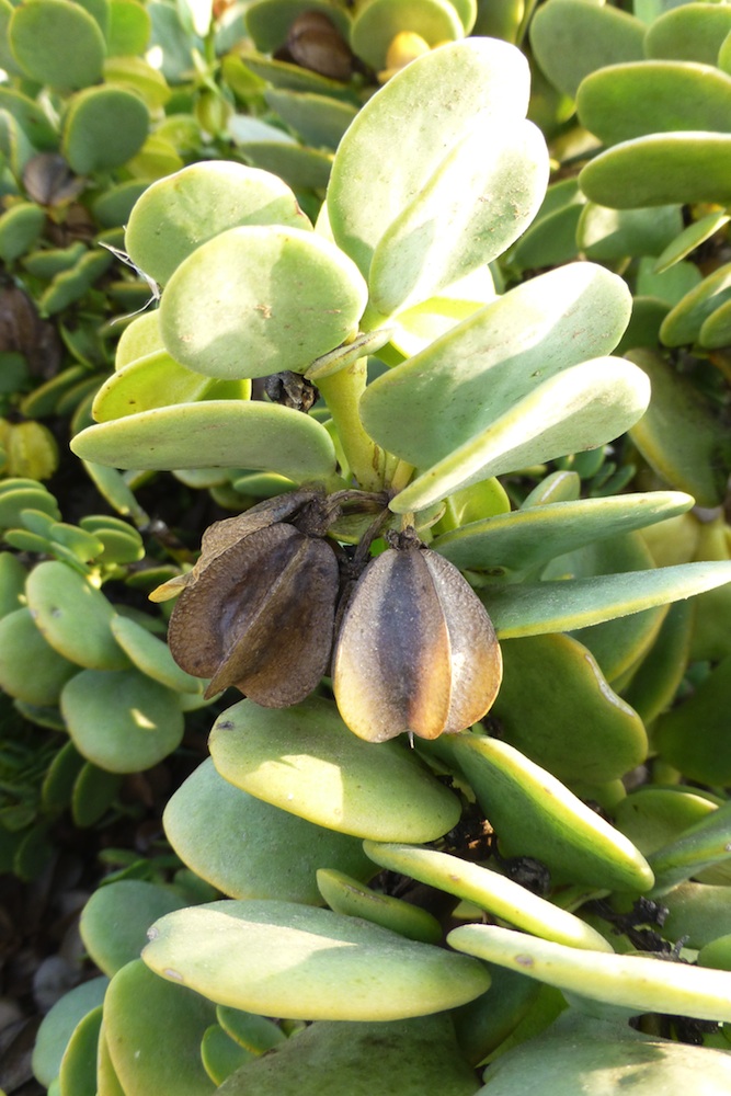 Zygophyllaceae Zygophyllum stapfii