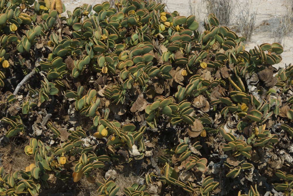 Zygophyllaceae Zygophyllum stapfii