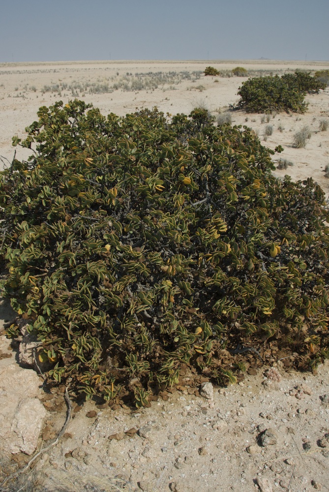 Zygophyllaceae Zygophyllum stapfii