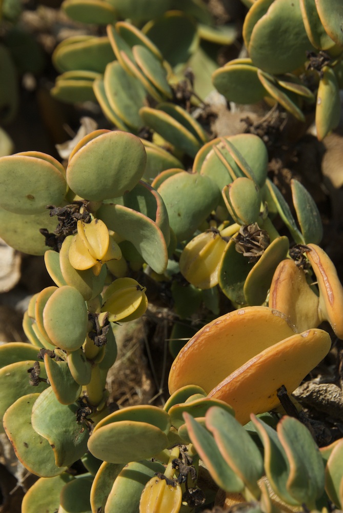 Zygophyllaceae Zygophyllum stapfii
