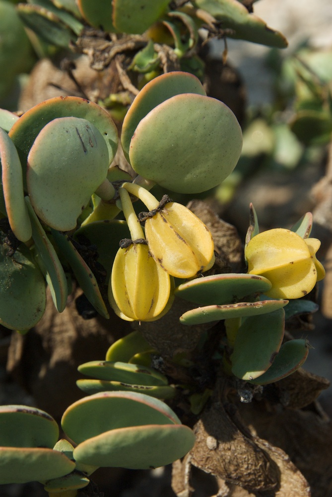 Zygophyllaceae Zygophyllum stapfii