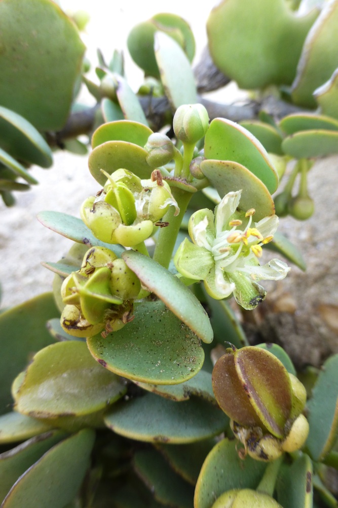 Zygophyllaceae Zygophyllum stapfii