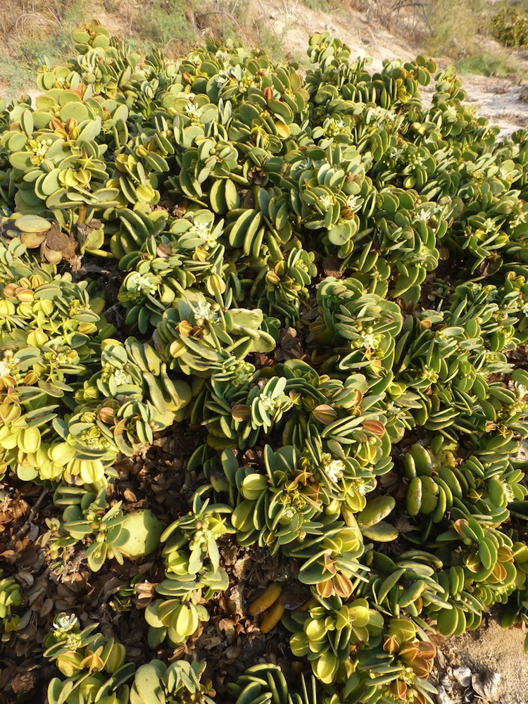 Zygophyllaceae Zygophyllum stapfii