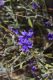 image of Dampiera lanceolata