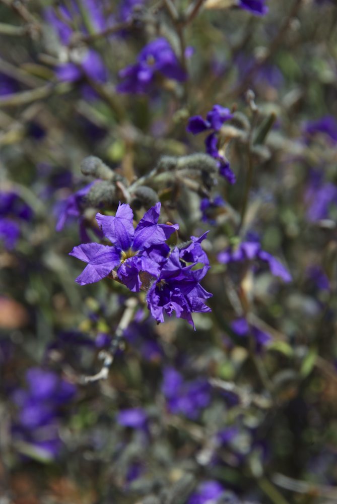 Goodeniaceae Dampiera lanceolata