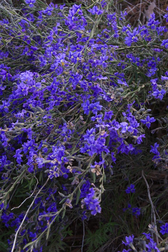 Goodeniaceae Dampiera lanceolata
