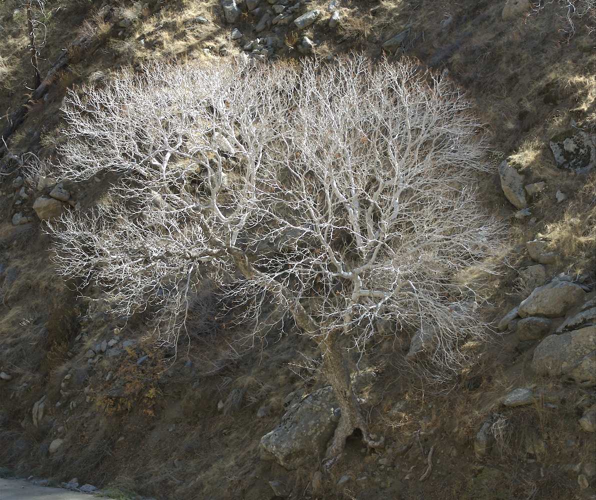 Hippocastanaceae Aesculus californica
