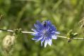 image of Cichorium intybus
