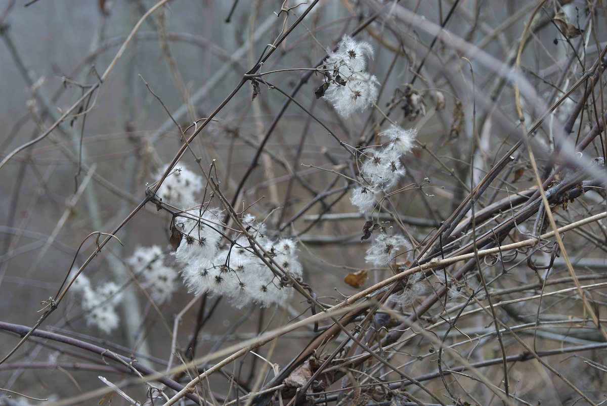 Ranunculaceae Clematis virginiana
