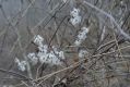 image of Clematis virginiana