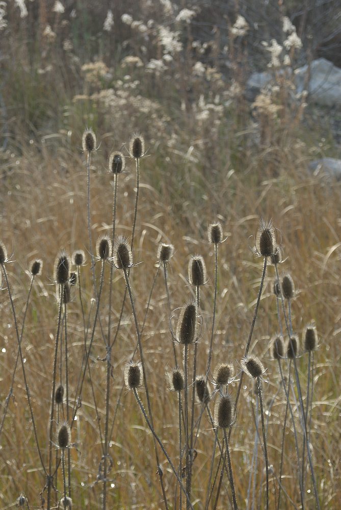 Dipsacaceae Dipsacus fullonum