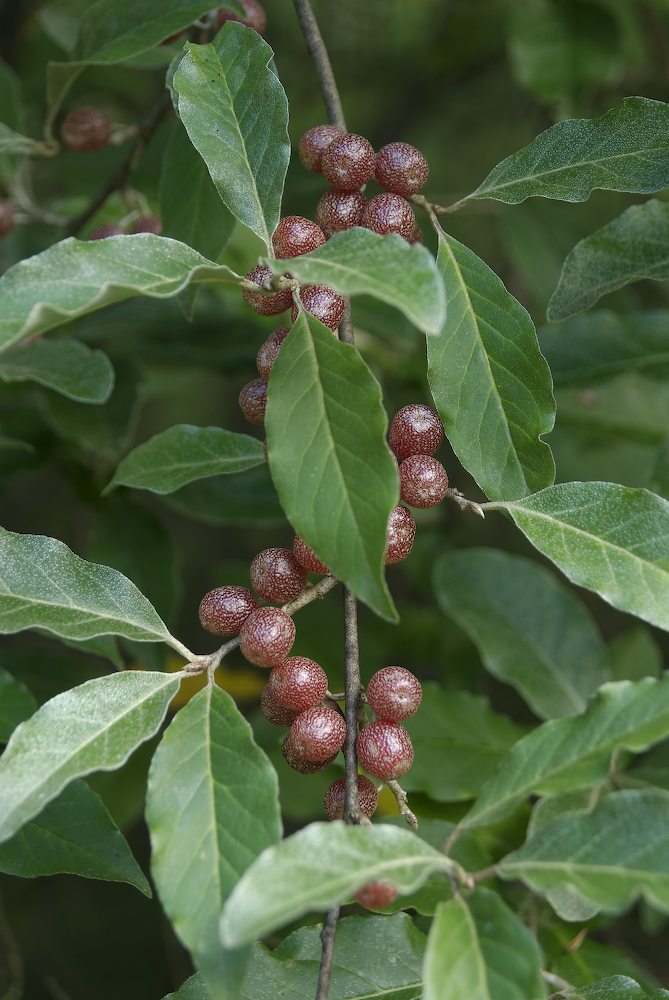 Elaeagnaceae Elaeagnus umbellata