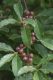 image of Elaeagnus umbellata