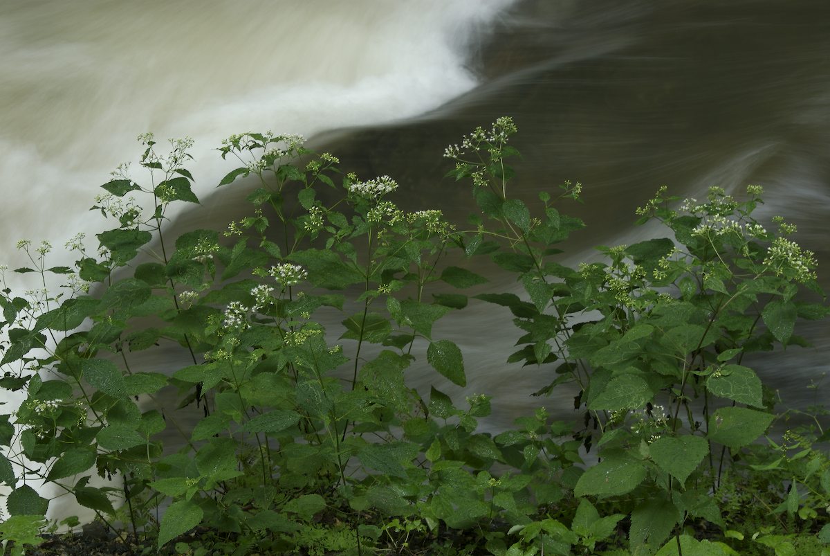 Asteraceae Eupatorium rugosum