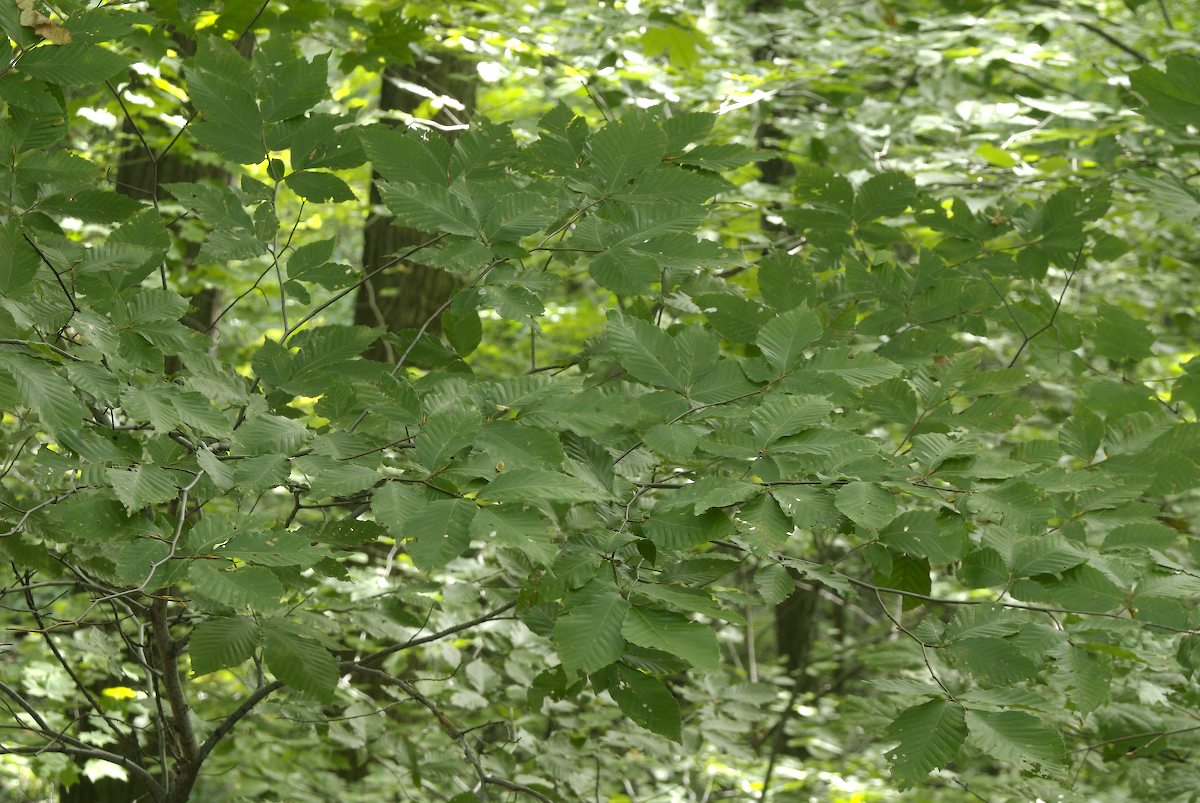 Fagaceae Fagus grandifolia
