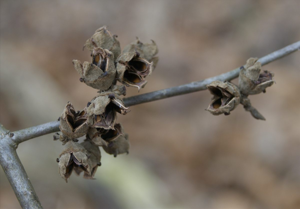 Hamamelidaceae Hamamelis virginiana