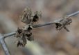 image of Hamamelis virginiana