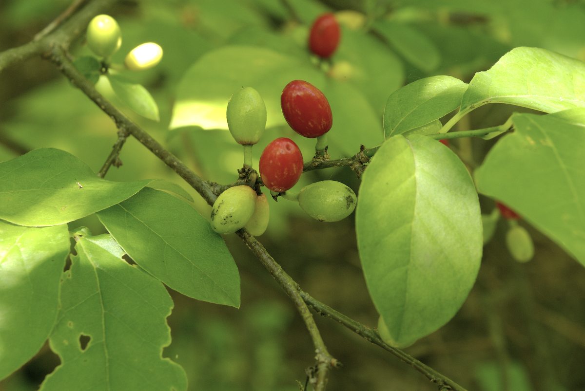 Lauraceae Lindera benzoin