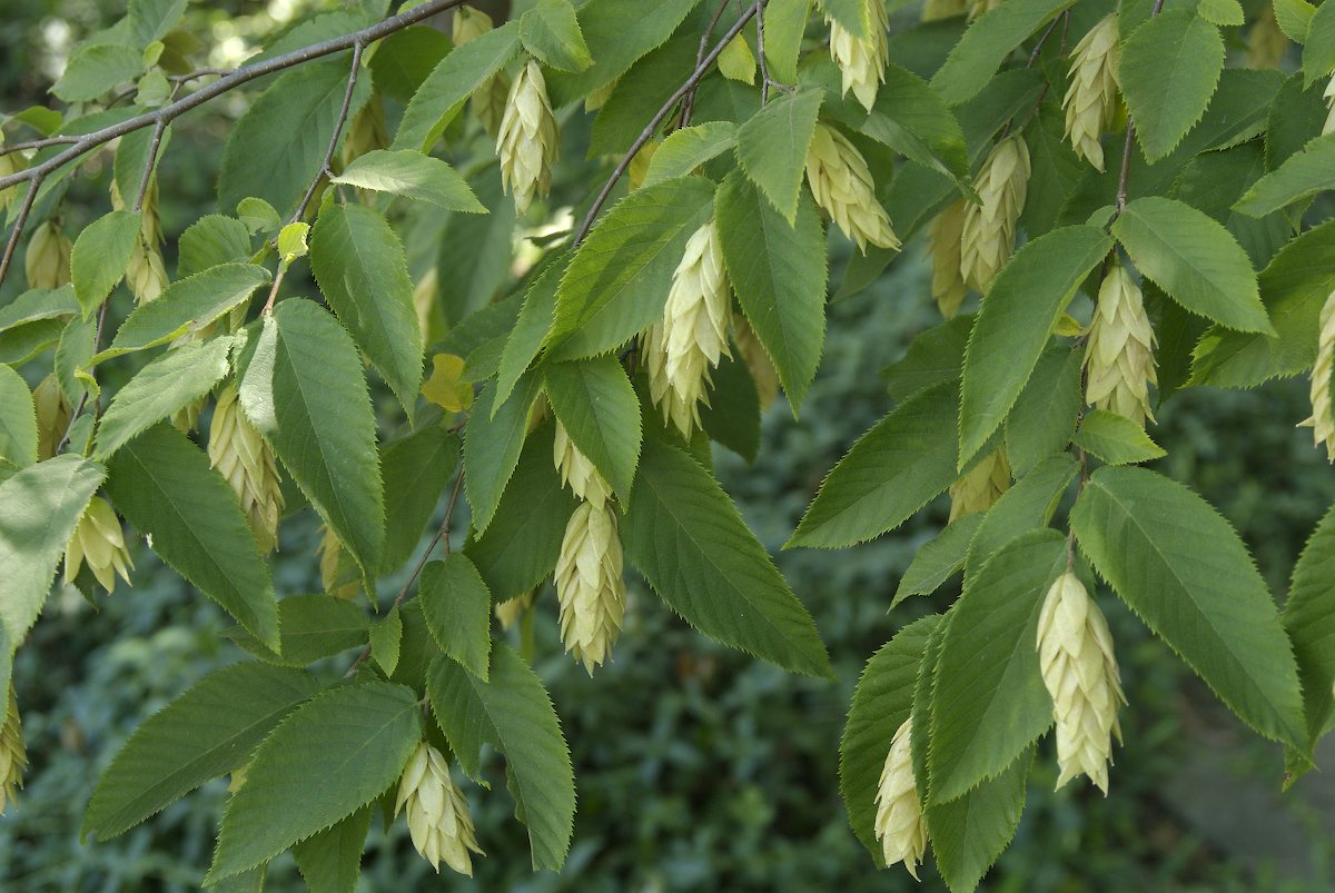 Betulaceae Ostrya virginiana