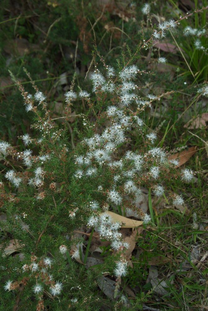 Myrtaceae Kunzea ambigua