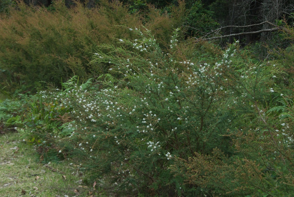 Myrtaceae Kunzea ambigua