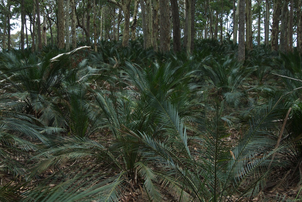 Zamiaceae Macrozamia communis