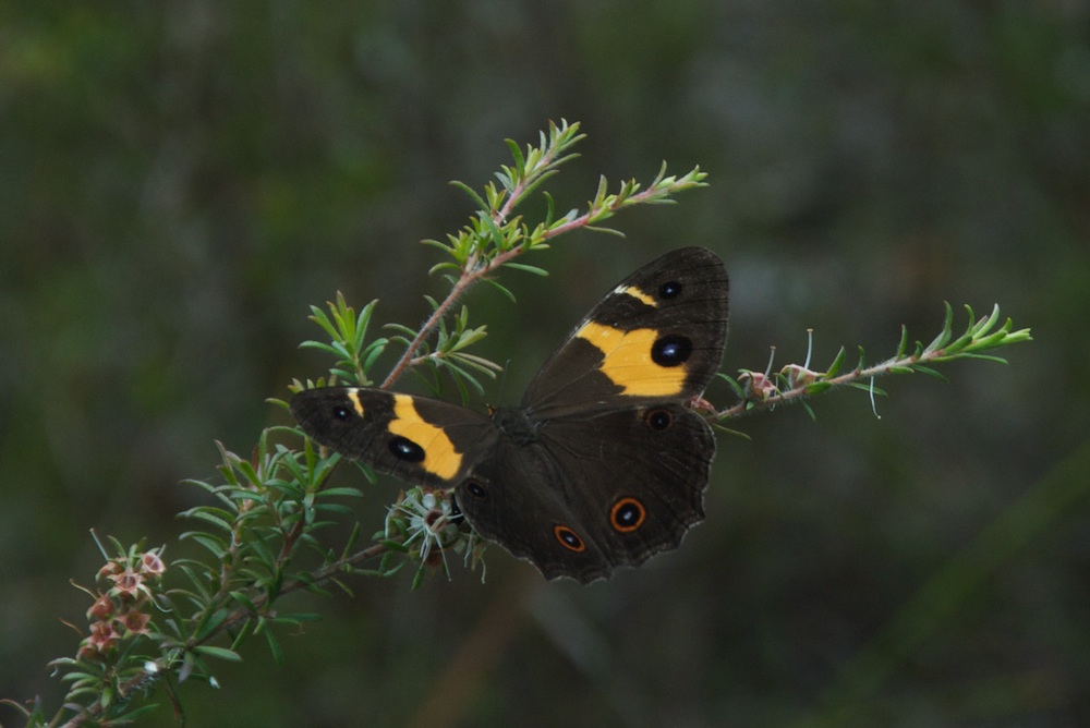 Nymphalidae Tisiphone abeona