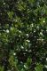 image of Alyxia buxifolia