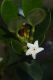 image of Alyxia buxifolia
