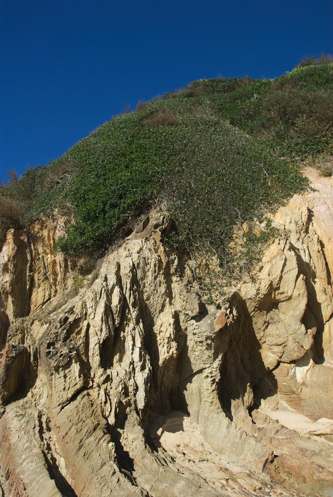 Apocynaceae Alyxia buxifolia