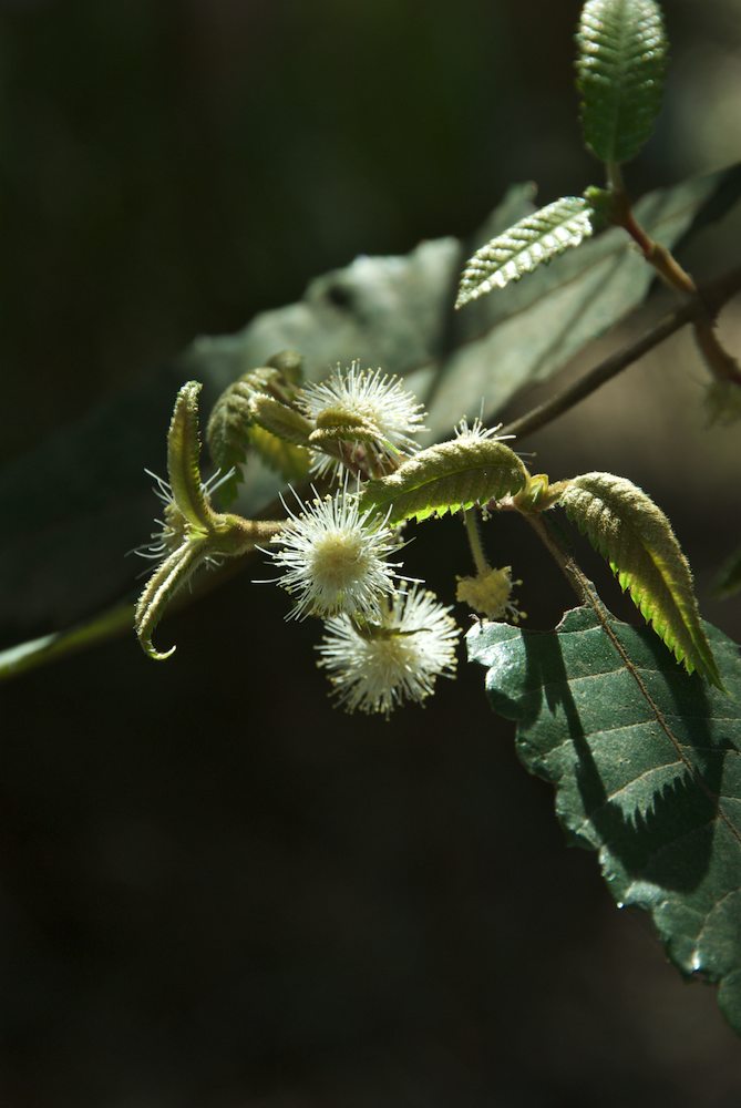 Cunoniaceae Callicoma serratifolia