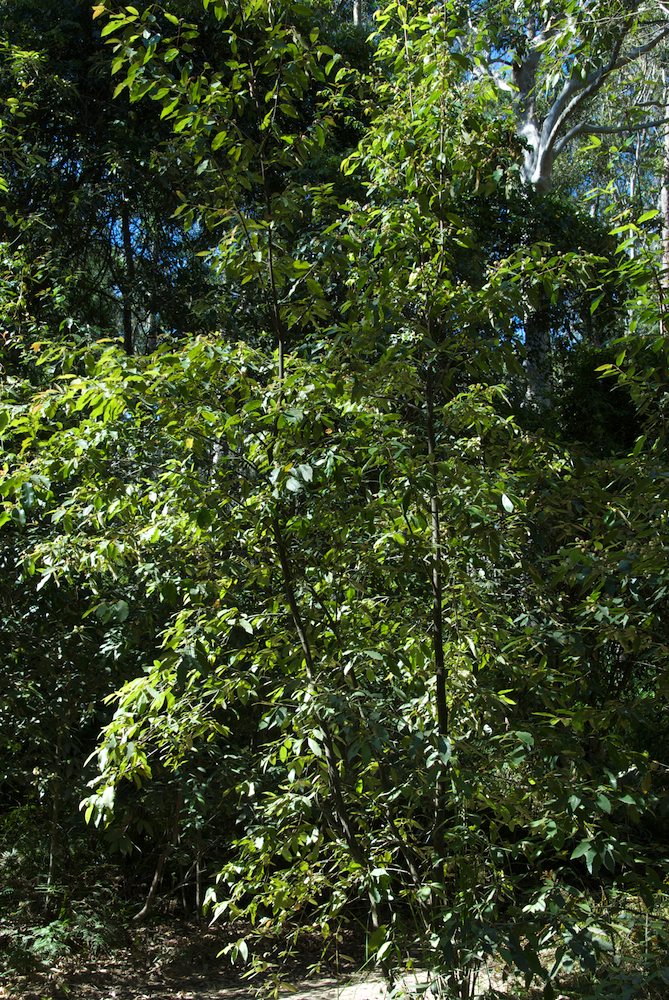 Cunoniaceae Callicoma serratifolia