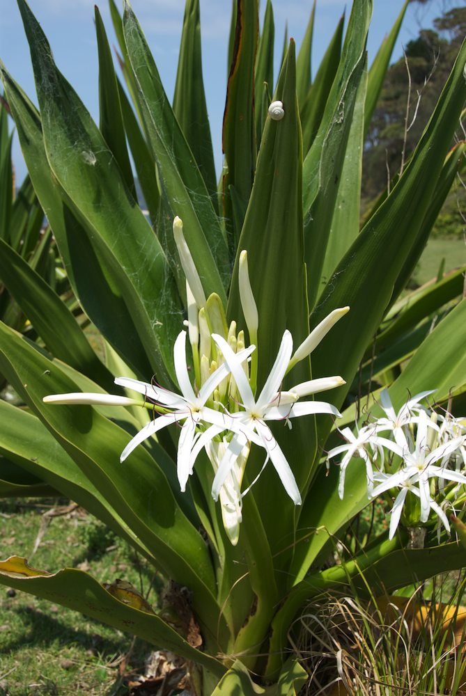 Amaryllidaceae Crinum pedunculatum