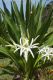 image of Crinum pedunculatum