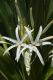 image of Crinum pedunculatum