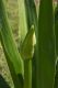image of Crinum pedunculatum