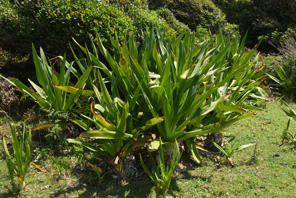 Amaryllidaceae Crinum pedunculatum