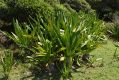 image of Crinum pedunculatum