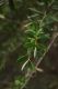 image of Melaleuca hypericifolia