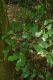 image of Doryphora sassafras