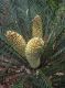 image of Macrozamia communis