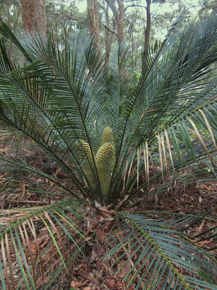 Zamiaceae Macrozamia communis