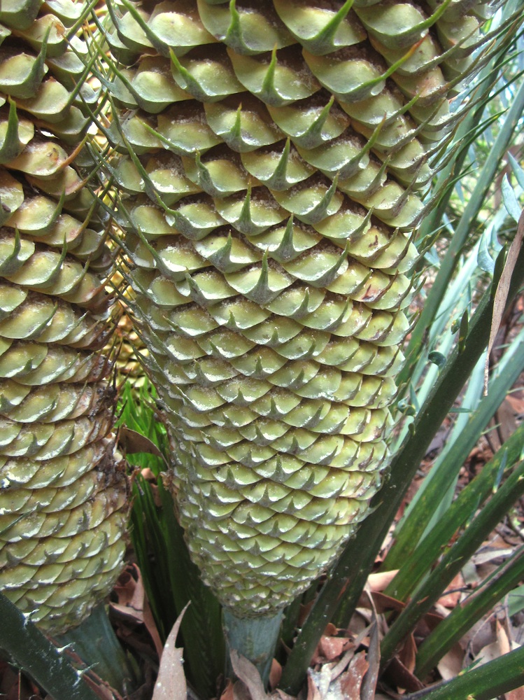 Zamiaceae Macrozamia communis