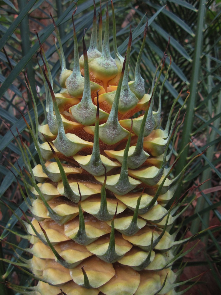Zamiaceae Macrozamia communis