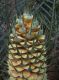 image of Macrozamia communis